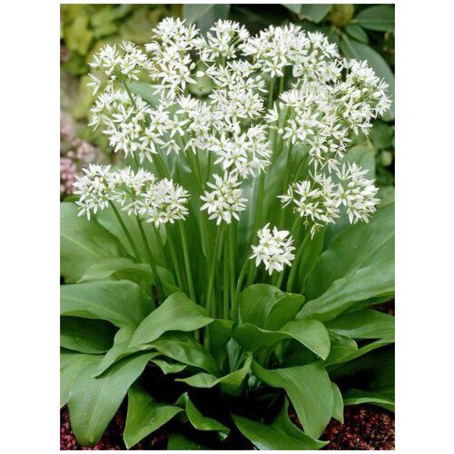 ������ ������ ������ ������� (Allium ursinum), 30 ���� ����