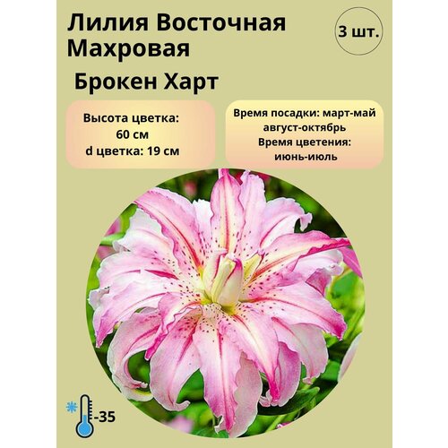 ������ ������ ����� ���������, �������� 3 �� ����