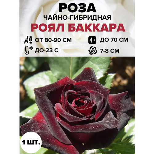 ������ ������ ���� ���� ������� �����-��������� 1 ��. ����