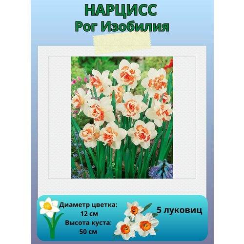 ������ ������ ������� ��� ��������, ����������� �����, �������� ��� ������� 5 �� ����