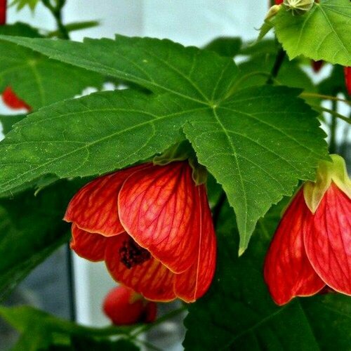 ������ ������ ������ �������� ��������� 7 ��. (1 ��������) ����