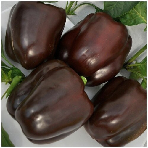 ������ ������ ������ ������ ����� ������� ������ 10 ��. ����