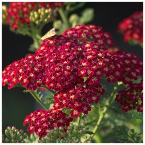 ������ ������ ������ ������ ������������� ������� ������ 100 ��. ����