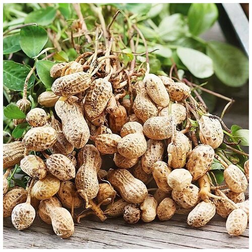 ������ ������ ������ ������ ������ ���������� 30 ��. ����