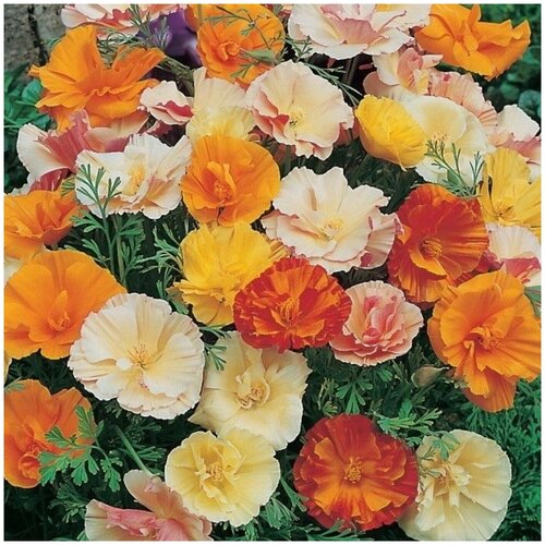 ������ ������ �������������, �������� ���������� ��������� �������������� �������� ����� �������, 0.03 �, ������� �� 25 ��, ��� ���������� ��������� � ����������� ����