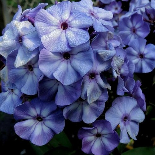 ������ ������ ����� ��� ��� ����������� ����