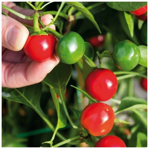 ������ ������ ������ ������ ����� ������ ������ ������� 5 ��. ����