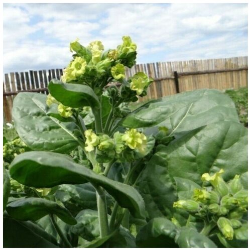 ������ ������ ������ ������ ����� ���-�� �������� 300 ��. ����