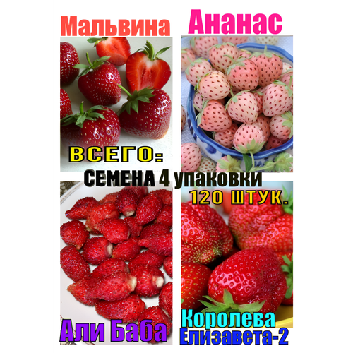 ������ ������ ����� ����� 120 �� ����