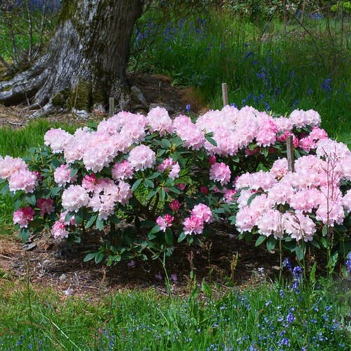 ������ ������ ����������� ������������ �������� (Szkolka roslin A.M (������)), 1 ������� � ������ 15-20 �� ����