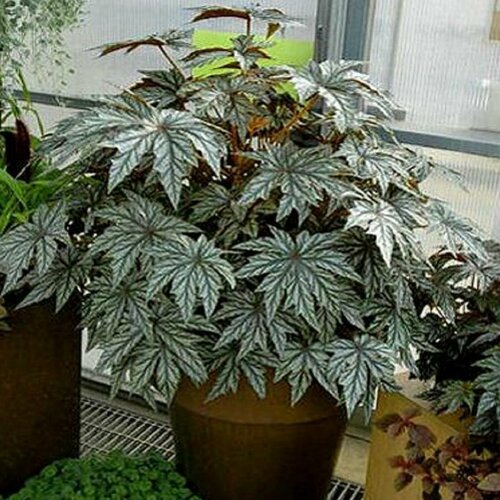 ������ ������ ������� ������, ������ ����