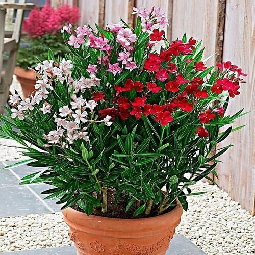 ������ ������ ������� ���� ������, ������ ����