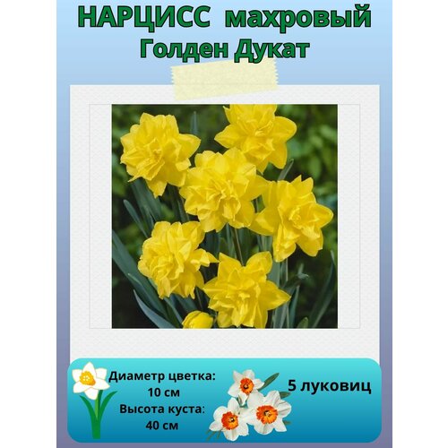 ������ ������ ������� ������ �����, ����������� �����, �������� ��� ������� ����