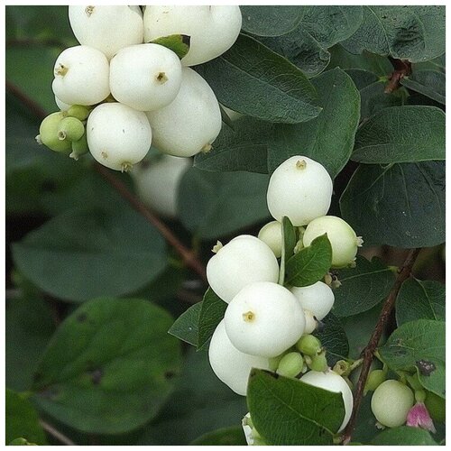 ������ ������ ������ ������ ������������� ����� 15 ��. ����