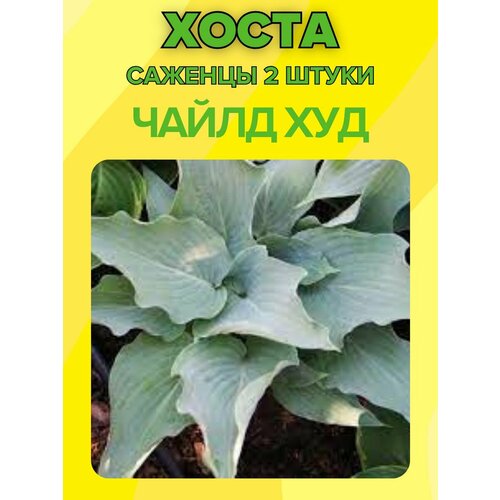 ������ ������ �����, ������� 2 ����� ����