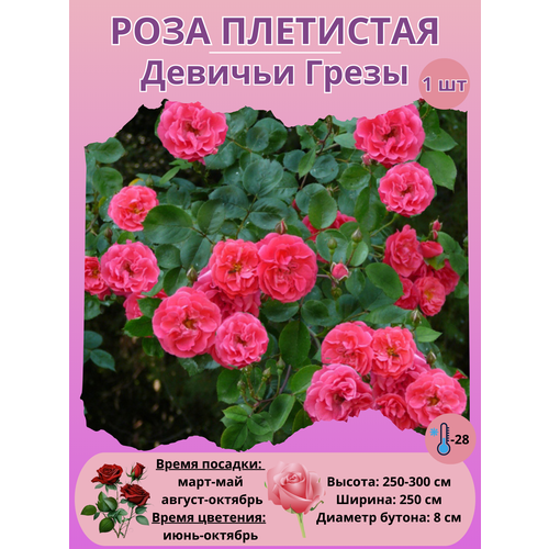 ������ ������ ���� ��������� ������� �����, ����������� ����� ����