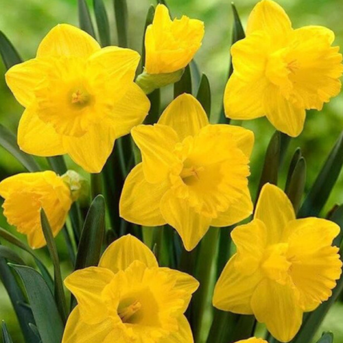 ������ ������ �������� �������� CALIFORNIA ( 3 �� ) ����