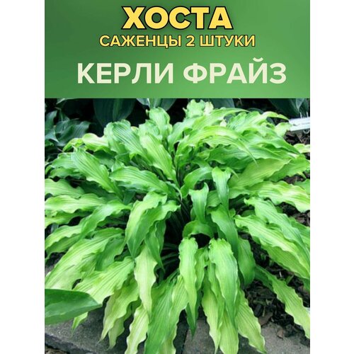 ������ ������ ����� �������, ����������� �������� 2����� ����