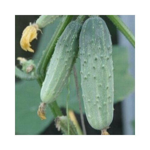 ������ ������ ������������� ������ ������ F1 ������������� �������� ����