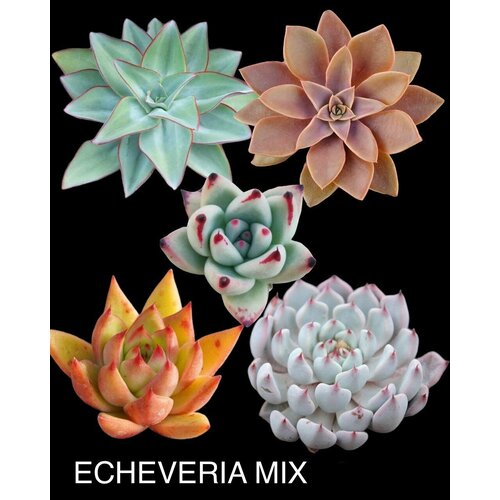 ������ ������ �������� MIX ����� ��� ����������� ����