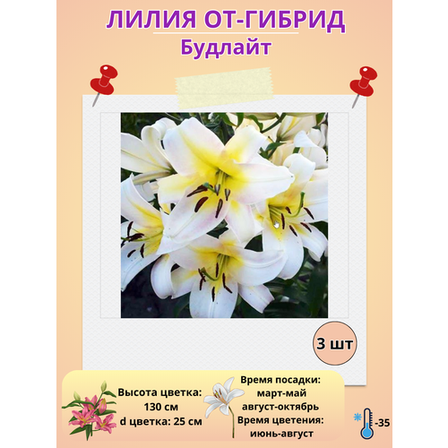 ������ ������ �������� ����� ��-������ �������, ����������� ����� ����