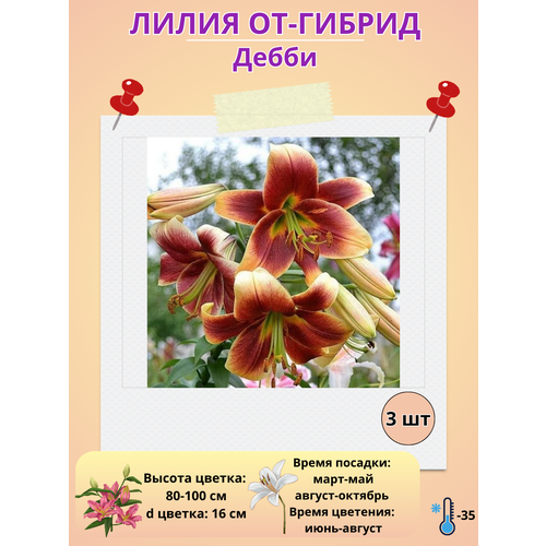 ������ ������ �������� ����� ��-������ �����, ����������� ����� ����