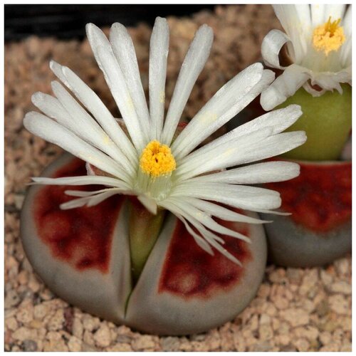 ������ ������ ������ ������ ��������� ������ Lithops karasmontana Summitatum 10 ��. ����
