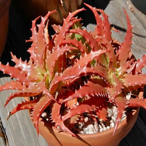 ������ ������ ���� �����������, ���� Cameronii, ��������, ������ ����