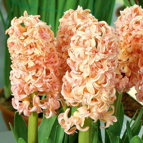 ������ ������ ������� ODYSSEUS (2 ��������) ����