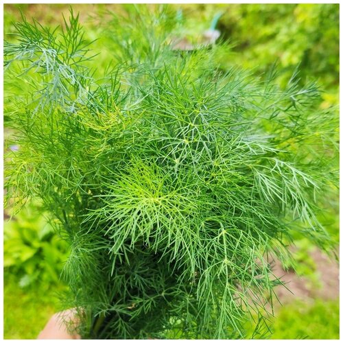 ������ ������ ������ ������ ����� ���� 100 ��. ����