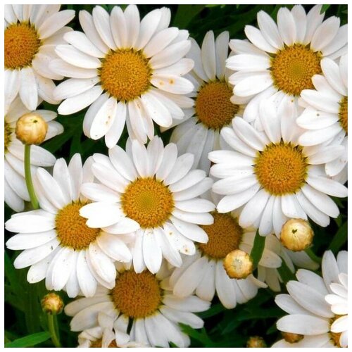 ������ ������ ������ ������ ������� ������� ������ 50 ��. ����