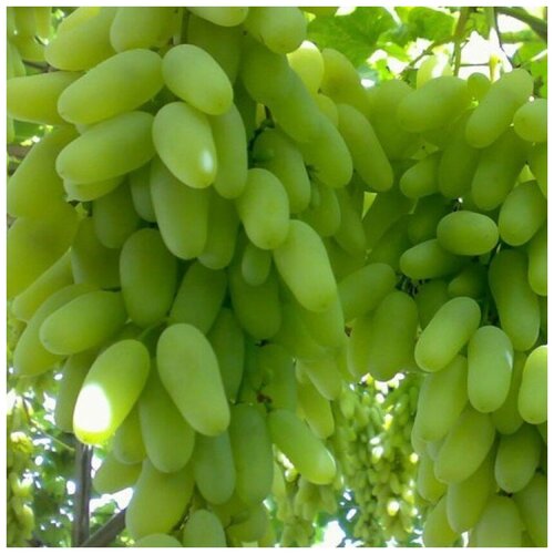 ������ ������ ������ ������ �������� ������ ������� 10 ��. ����