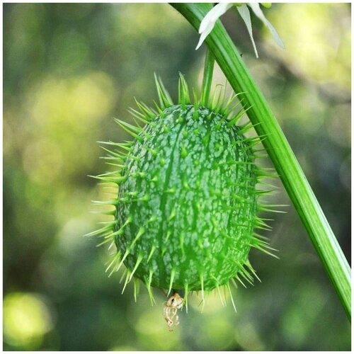 ������ ������ ������ ������ �����������, ������������� ��������� 5 ��. ����