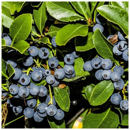 ������ ������ ������ ������ �������� ������������ 15 ��. ����