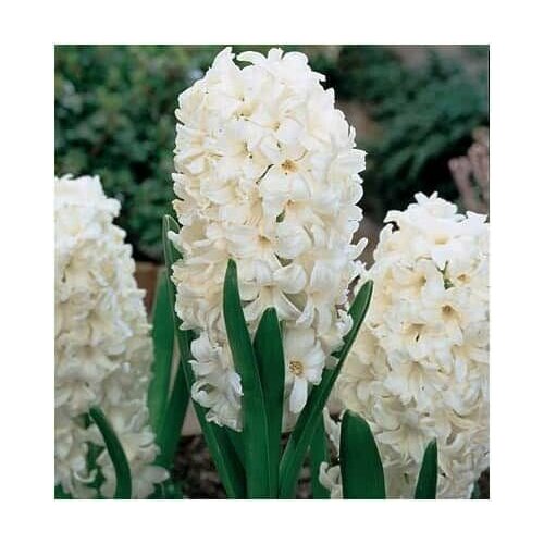 ������ ������ ������� ������� (3 ���) / ���������� ����� ����