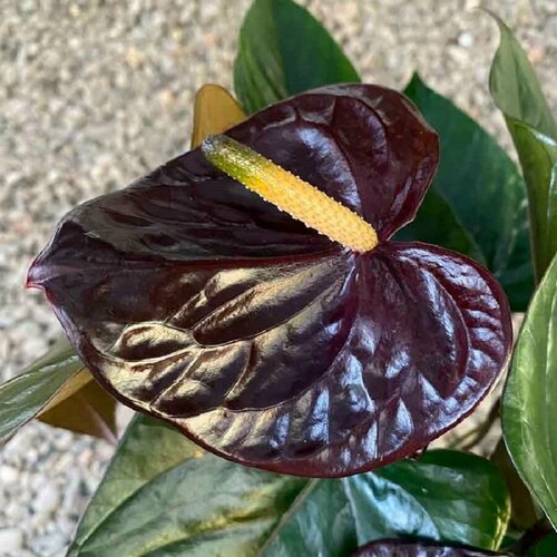 ������ ������ �������� ������ ��������, Anthurium Black Queen, ������ ����
