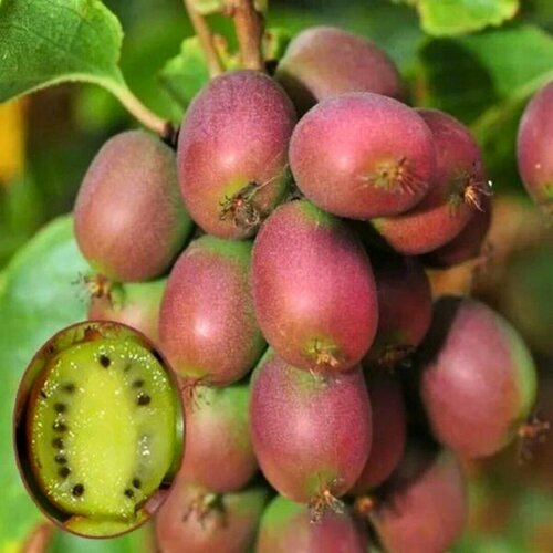 ������ ������ ��������� ������ ������ (1 ������� � ������ 15-20 ��) ����