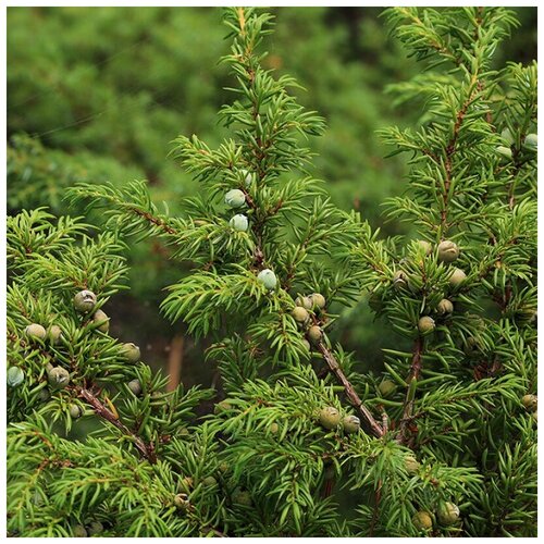 ������ ������ ������ ������ ������������ ��������� 30 ��. ����