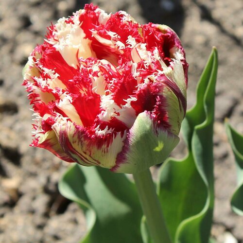 ������ ������ �������� ������� ����������� ���� ���� 5 ��. � �������� ����