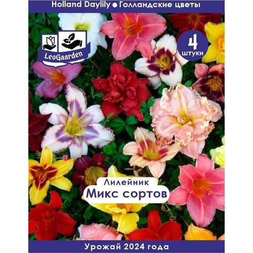 ������ ������ �������� ���������, ���� �����, 4 �� (LeoGaarden) ����