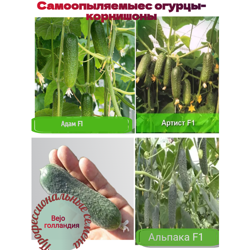 ������ ������ ����� ���������������� ����� , ������ - ���������, ������������� ��� ������ � ��������� ������. ����