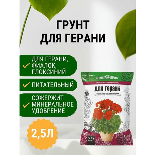 ������ ������ ����� ��� ������ 2,5 � ����