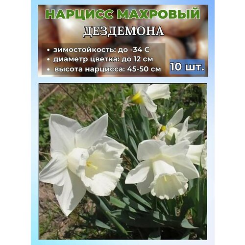 ������ ������ ������� ��������, �������� 10 ���� ����