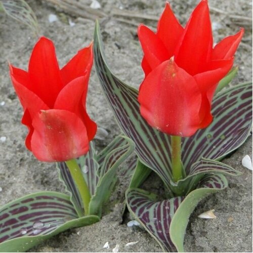 ������ ������ ������� ��� ����( 5 ��) ����