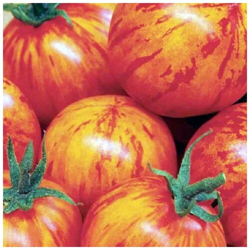 ������ ������ ������ ������ ����� ������� 10 ��. ����