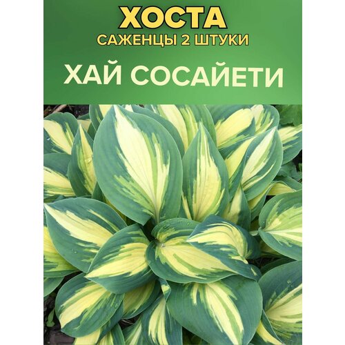 ������ ������ ����� �������, ����������� �������� 2����� ����