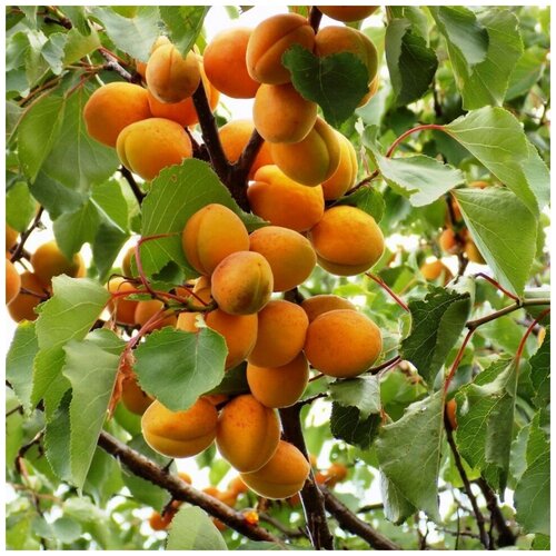 ������ ������ ������ ������ ������� ������������ ����� 10 ��. ����