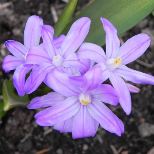 ������ ������ ���������� LUCILIAE VOLET BEAUTY (10 �������) ����