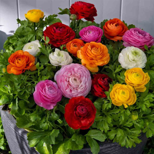 ������ ������ �������� ������, botanica garden, ���������� MIXED �������, 20 ���� ����