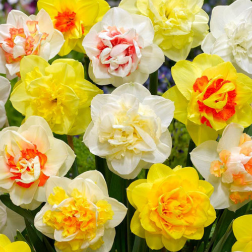 ������ ������ �������� �������� ����� (5 �������) ����